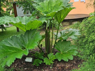 Gunnera manicata barota rukávovitá